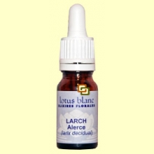 Alerce - Larch - 10 ml - Lotus Blanc