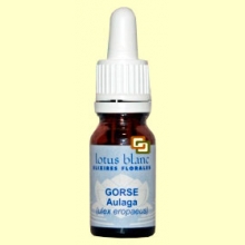 Aulaga - Gorse - 30 ml - Lotus Blanc
