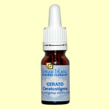 Ceratostigma - Cerato - 10 ml - Lotus Blanc