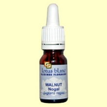 Nogal - Walnut - 30 ml - Lotus Blanc
