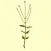 Verbena Planta Cortada (Verbena officinalis)
