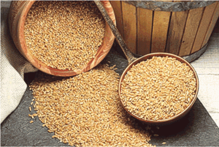 salvado de cereales: trigo