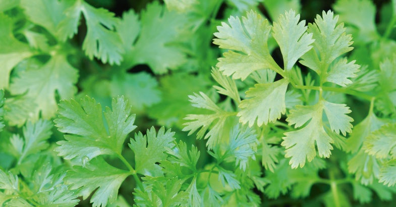 cilantro como planta medicinal con beneficios curativos que es para que sirve y cuales son sus usos culinarios